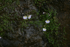 Utricularia striatula